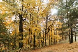 Humble & Cozy | Hiking Near| Firepit| Boones Bluff